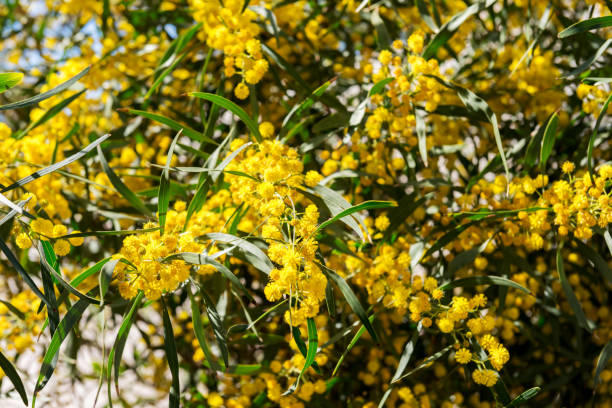 istock Willow blooms with yellow flowers in spring. 1136585610