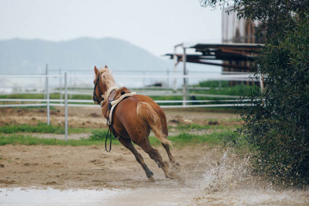 istock brown horses running across the field 1136585744