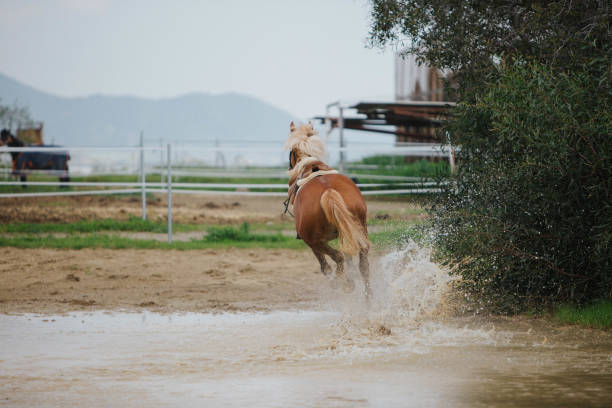 istock brown horses running across the field 1136585769