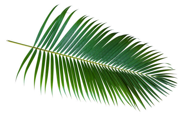 istock Green leaves of palm tree 1136585799
