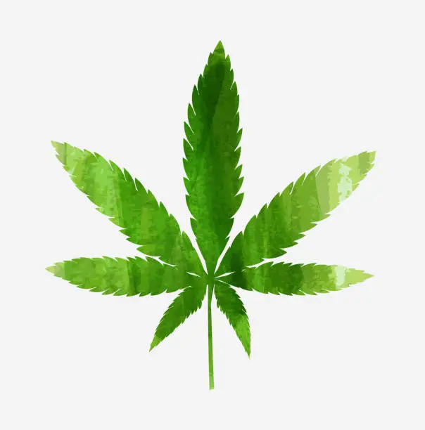 Vector illustration of Green cannabis leaf.