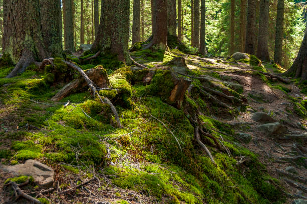 istock Sunny spring forest in Carpathian mountains. Spring outdoors 1136590069