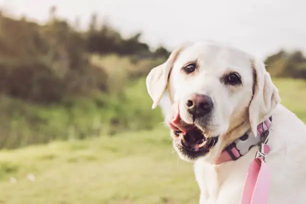 White Mature Labrador Retriever looking at camera licking lips with copy space