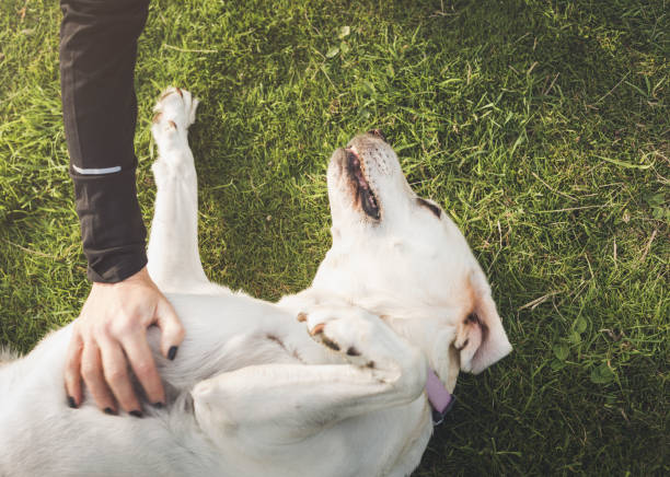 istock Pet owner stroking Labrador dog 1136590576