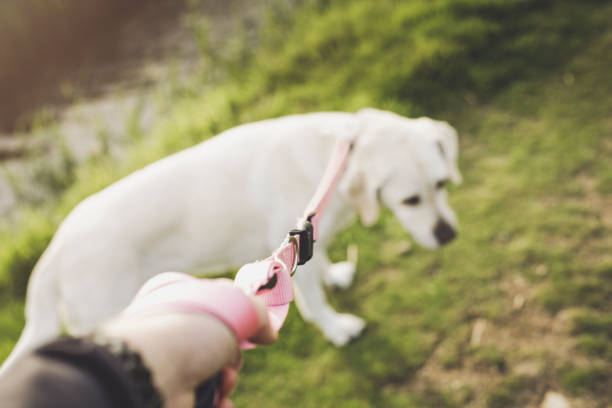 Personal Perspective of Pet owner training Femaile White Labrador retriever dog on grass in park with pink leash