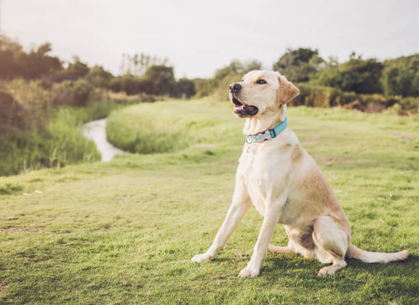 Dog training Labrador awaiting instruction stock photo