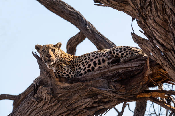 istock Leopard in wildlife, Okavango Delta, Botswana, Africa 1136591753