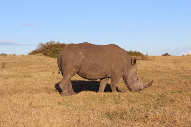istock The White Rhino 1136592135