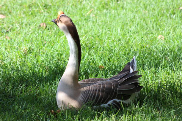 Chinese Goose Chinese goose sitting on the grass chinese goose stock pictures, royalty-free photos & images