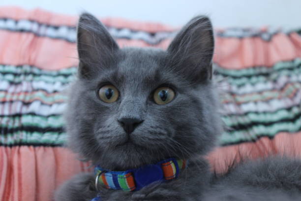 Cute male blue russian kitten cat lying on its chair relax with big eyes and curiously looking around