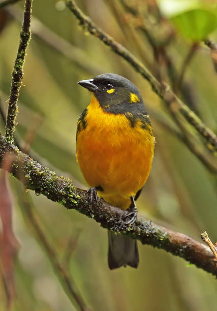 istock Lacrimose Mountain-tanager 1136592362