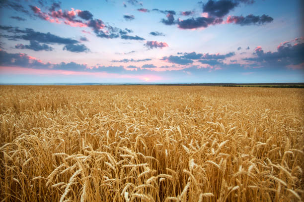 field wheat ears in the rays of the setting sun