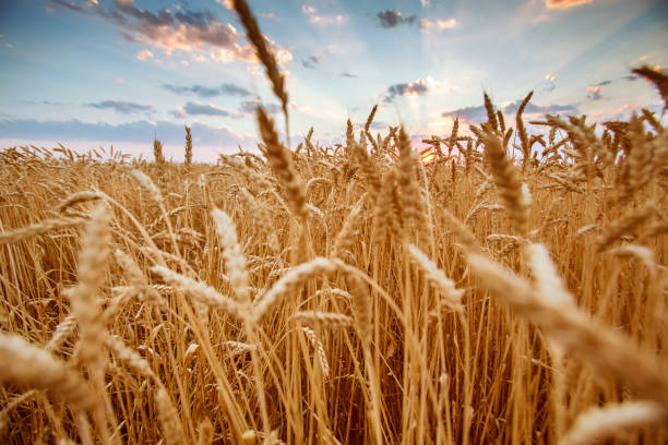 field wheat ears in the rays of the setting sun