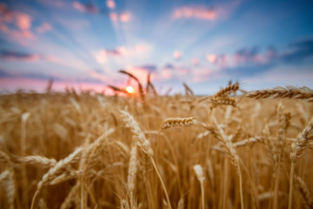 istock field wheat ears in the rays of the setting sun 1136593297