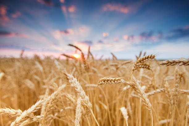 istock field wheat ears in the rays of the setting sun 1136593301
