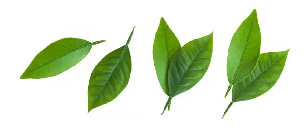 Citrus leaves isolated on white background. Collection of fruit leaves