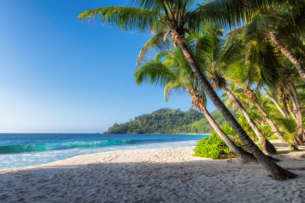 istock Palm trees at sunset on tropical island. 1136593796