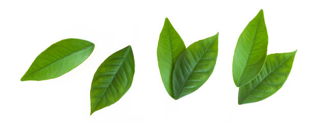 istock Citrus leaves isolated on white background 1136593846