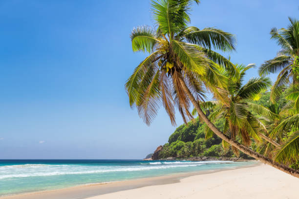 istock Tropical white sandy beach and coconut palms 1136593877