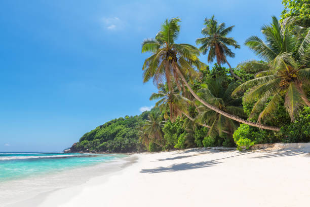 istock Tropical white sand beach with palms under blue sky 1136593929