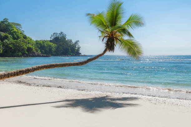 istock Coco palm, white sand and turquoise sea in Seychelles 1136593943