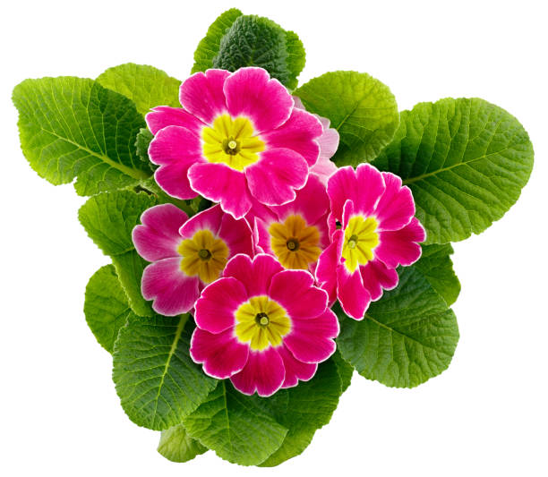 istock Flower Primula vulgaris with blossoming buds isolated on white background. 1136594669