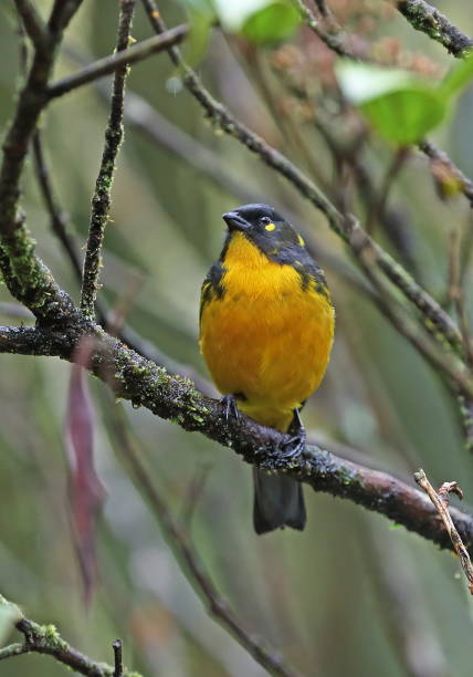 istock Lacrimose Mountain-tanager 1136595305