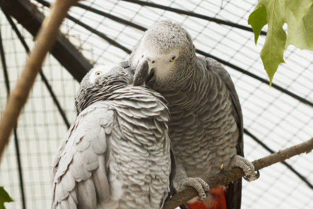 istock Two parrots or love birds in love kiss each other while perched on a tree. 1136595367