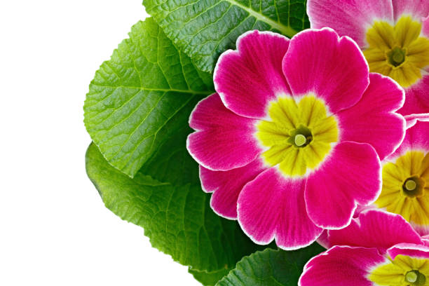 istock Flower Primula vulgaris with blossoming buds isolated on white background. 1136596747