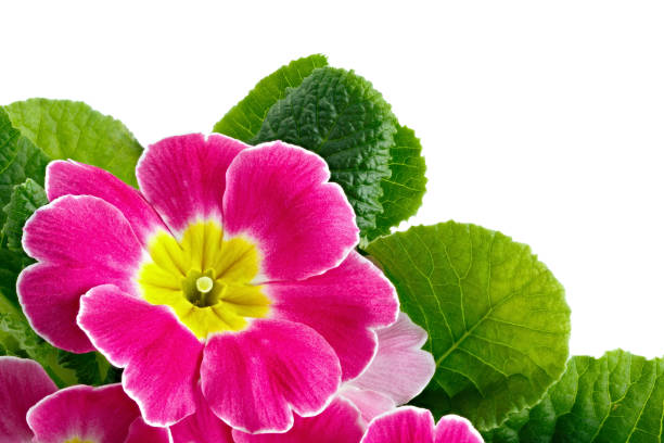 istock Flower Primula vulgaris with blossoming buds isolated on white background. 1136596788