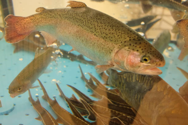 istock Trout and sterlet swim in aquarium 1136596946
