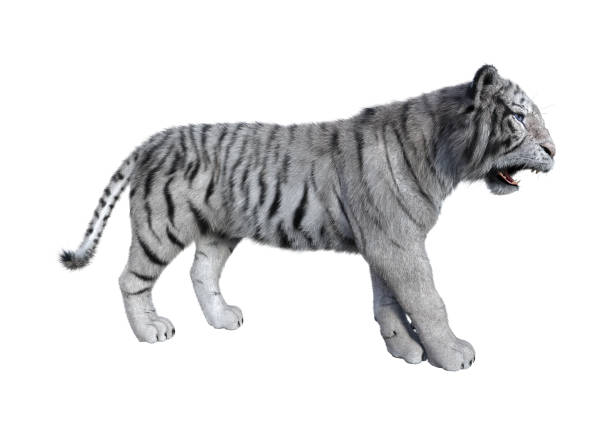istock 3D illustration big cat tiger on white 1136596986