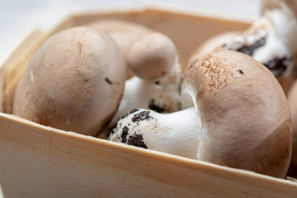 istock Fresh organic brown chestnut champignons from underground caves in Belgium 1136597300