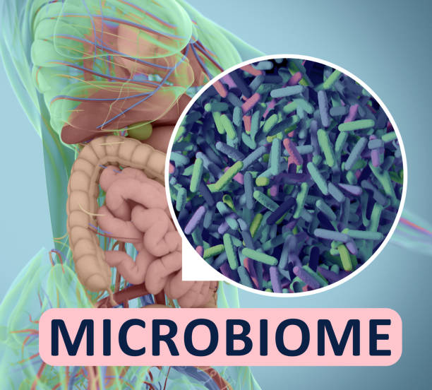 Gut bacteria microbiome microscopic illustration. 3D illustration stock photo