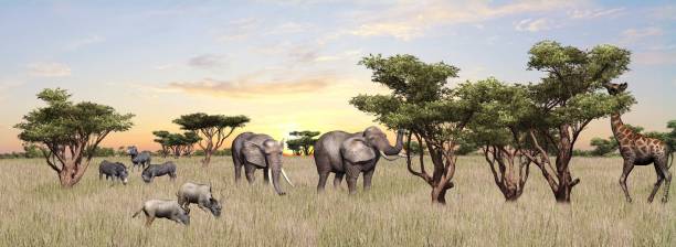 istock Compilation of various wild animals on African Savanna 1136598597
