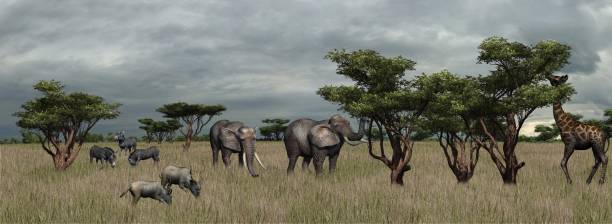 istock Compilation of various wild animals on African Savanna 1136598627