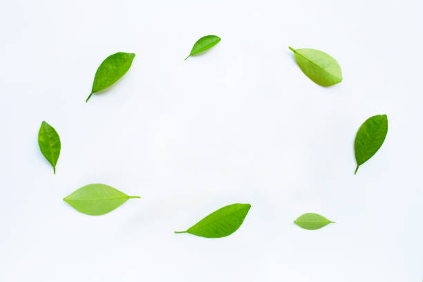istock Frame made of green citrus fruit leaves on white background 1136598657