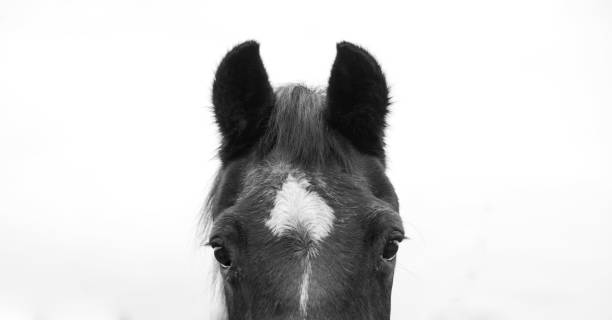 istock Dark Horse with white marking 1136598851