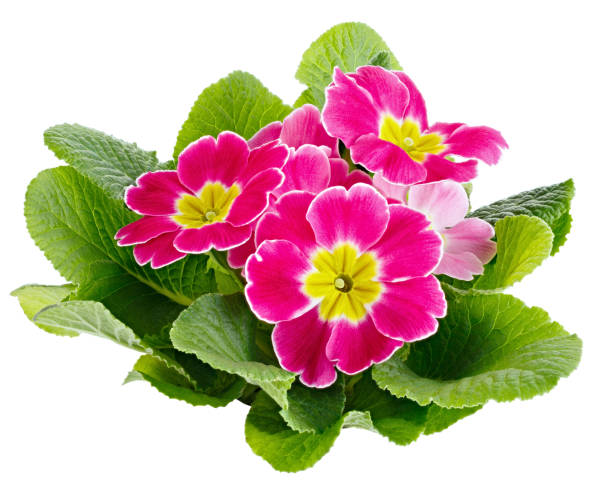 istock Flower Primula vulgaris with blossoming buds isolated on white background. 1136599115