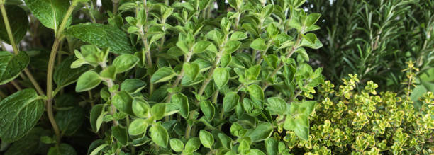 las hierbas culinarias frescas - herb garden healthy eating freshness marjoram fotografías e imágenes de stock