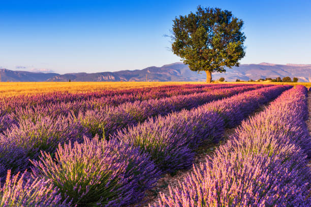 istock Provence, France. 1136600152