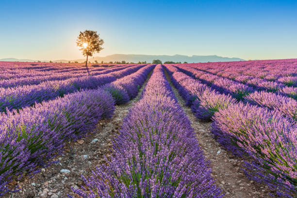 istock Provence, France. 1136600156