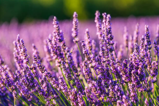 istock Provence, France. 1136600158