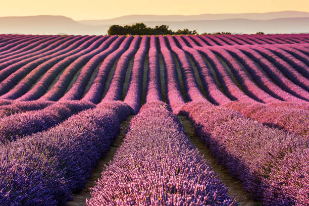 istock Provence, France. 1136600163