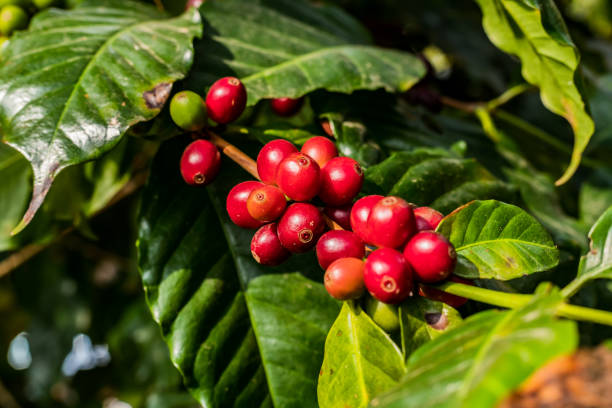 istock Coffee on tree Arabicas raw and ripe coffee bean in field and sunlight. 1136600656