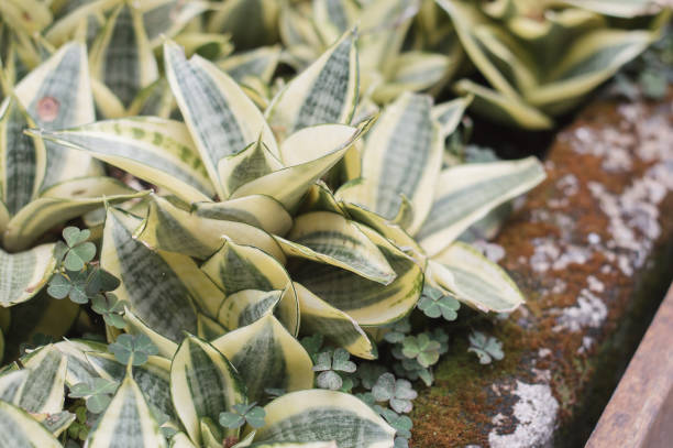 istock Beautiful evergreen plant growing in a garden 1136601102