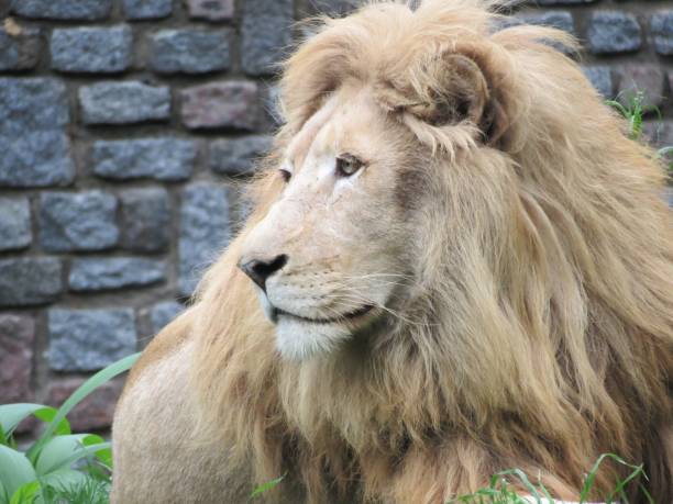 istock The lion (Panthera leo) portrait. 1136602045