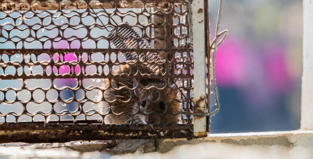 istock Rat is trapped in a trap cage or trap. 1136602134