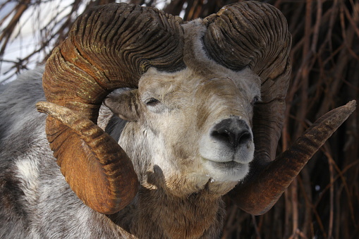 Altai argali close-up portrait (Ovis ammon ammon)