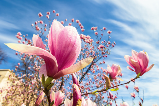 magnolia tree in blossom. beautiful purple flower close up. background with blue sky and clouds. windy day